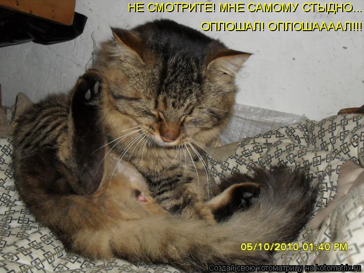НЕ СМОТРИТЕ! МНЕ САМОМУ СТЫДНО... ОПЛОШАЛ! ОПЛОШААААЛ!!!... Котоматрица: НЕ СМОТРИТЕ! МНЕ САМОМУ СТЫДНО... ОПЛОШАЛ! ОПЛОШААААЛ!!!