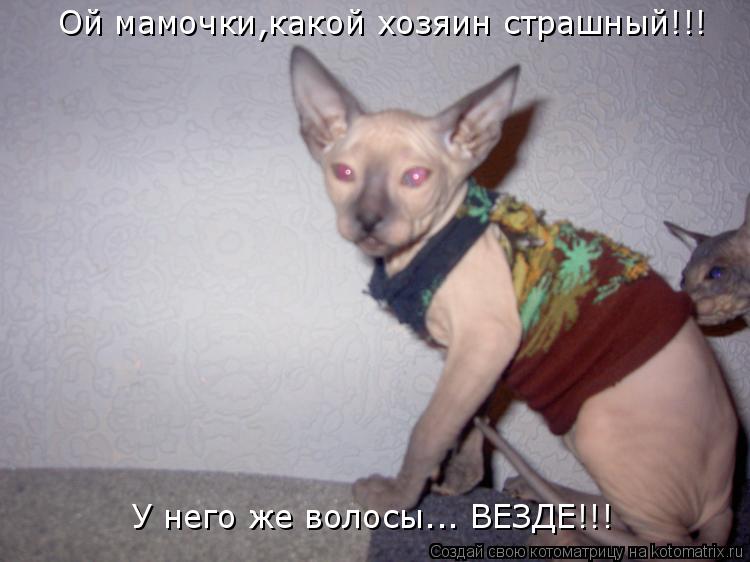 Ой мамочки,какой хозяин страшный!!! У него же волосы... ВЕЗДЕ!!!... Котоматрица: Ой мамочки,какой хозяин страшный!!! У него же волосы... ВЕЗДЕ!!!
