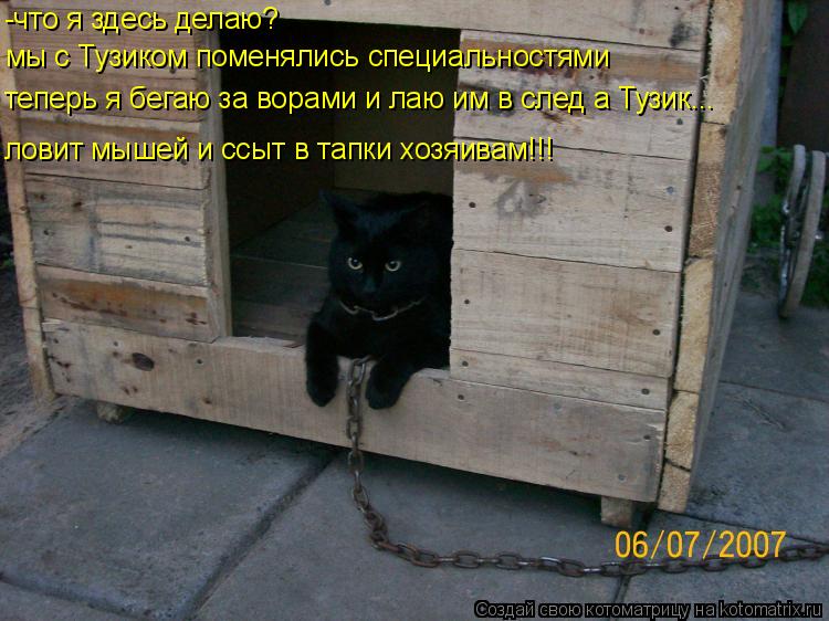 -что я здесь делаю? мы с Тузиком поменялись специальностями теперь я бегаю за ворами и лаю им в след ... Котоматрица: -что я здесь делаю? мы с Тузиком поменялись специальностями теперь я бегаю за ворами и лаю им в след а Тузик... ловит мышей и ссыт в тапки хозя