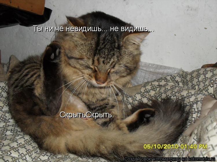 СкрытьСкрыть Ты ни чё невидишь... не видишь...... Котоматрица: СкрытьСкрыть Ты ни чё невидишь... не видишь...