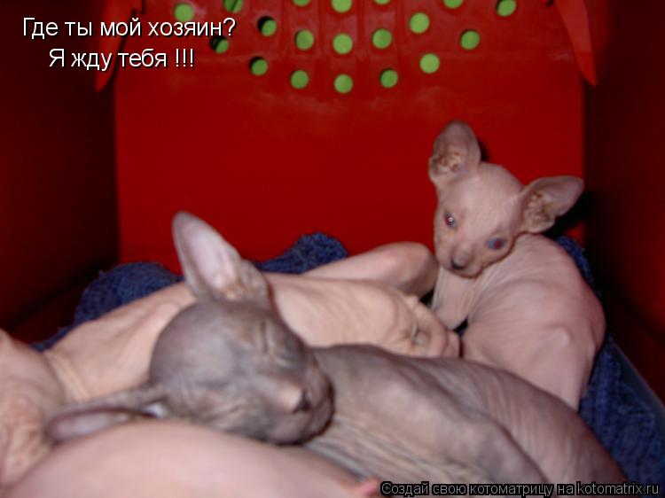 Где ты мой хозяин? Я жду тебя !!!... Котоматрица: Где ты мой хозяин? Я жду тебя !!!