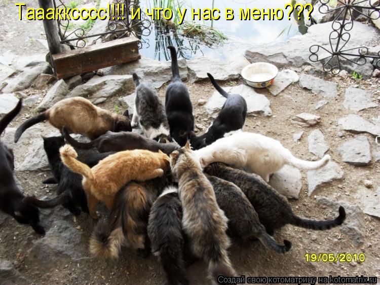 Тааакксссс!!!! и что у нас в меню???... Котоматрица: Тааакксссс!!!! и что у нас в меню???