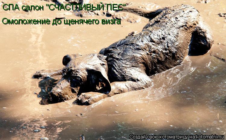 СПА салон "СЧАСТЛИВЫЙ ПЕС" Омоложение до щенячего визга... Котоматрица: СПА салон "СЧАСТЛИВЫЙ ПЕС" Омоложение до щенячего визга
