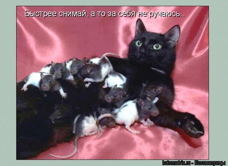 Быстрее снимай, а то за себя не ручаюсь..... Котоматрица: Быстрее снимай, а то за себя не ручаюсь..