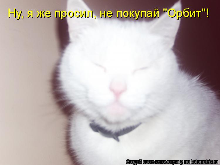Ну, я же просил, не покупай "Орбит"!... Котоматрица: Ну, я же просил, не покупай "Орбит"!