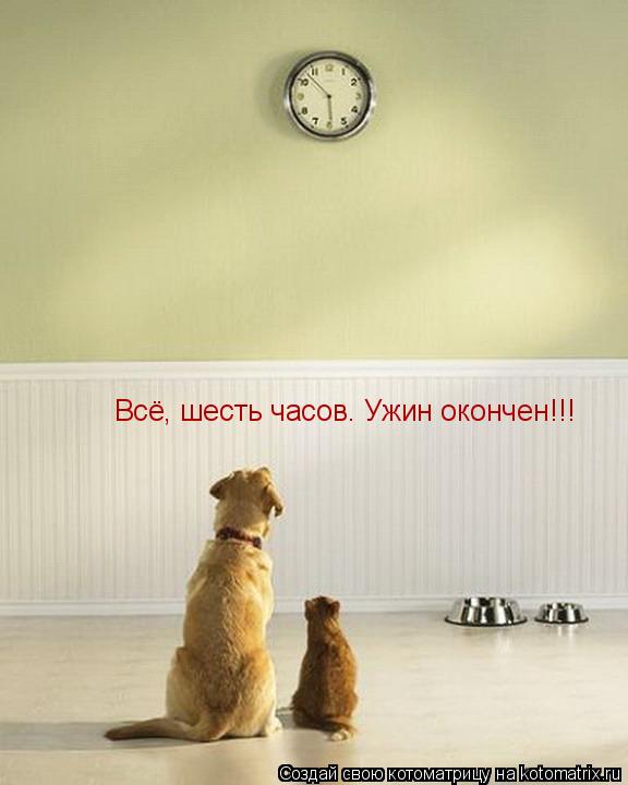 Всё, шесть часов. Ужин окончен!!!... Котоматрица: Всё, шесть часов. Ужин окончен!!!