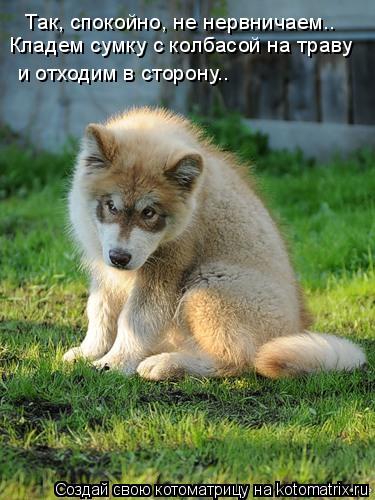 Так, спокойно, не нервничаем.. Кладем сумку с колбасой на траву и отходим в сторону..... Котоматрица: Так, спокойно, не нервничаем.. Кладем сумку с колбасой на траву и отходим в сторону..