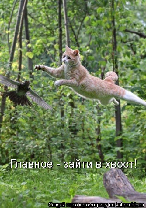 Главное - зайти в хвост!... Котоматрица: Главное - зайти в хвост!
