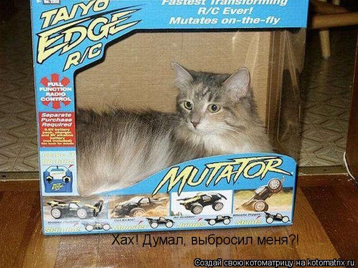 Хах! Думал, выбросил меня?!... Котоматрица: Хах! Думал, выбросил меня?!