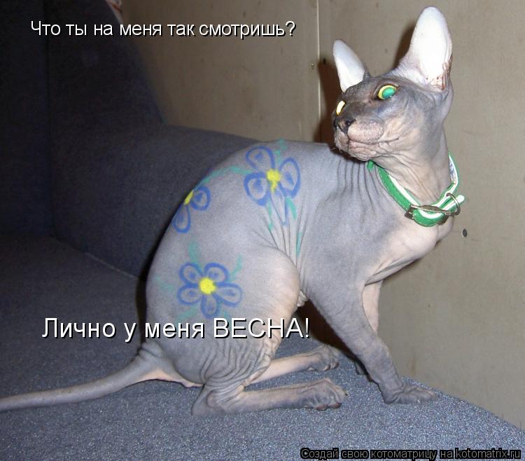 Что ты на меня так смотришь? Лично у меня ВЕСНА!... Котоматрица: Что ты на меня так смотришь? Лично у меня ВЕСНА!