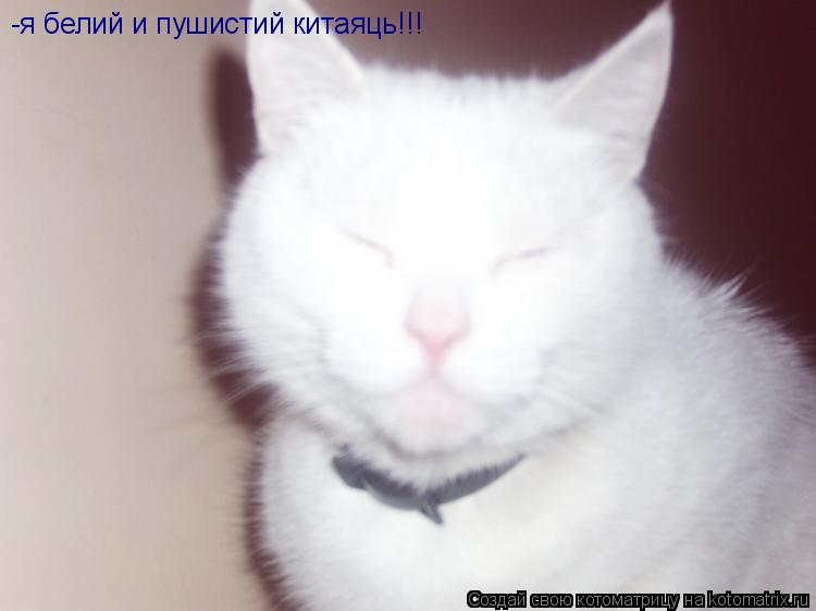 -я белий и пушистий китаяць!!!... Котоматрица: -я белий и пушистий китаяць!!!