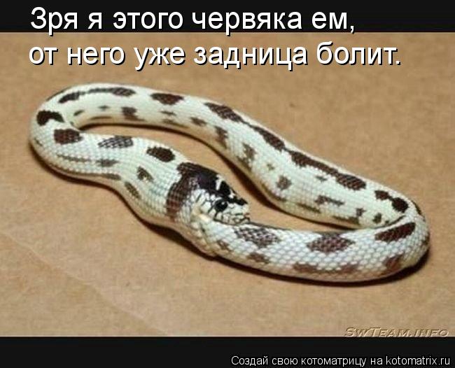 Зря я этого червяка ем, от него уже задница болит.... Котоматрица: Зря я этого червяка ем, от него уже задница болит.