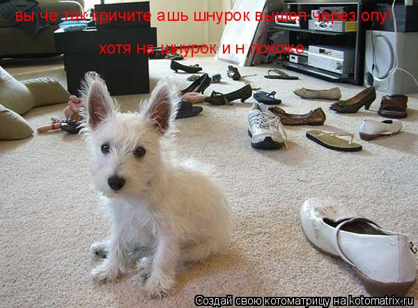 вы че так кричите ашь шнурок вышел через опу! хотя на шнурок и н похоже... Котоматрица: вы че так кричите ашь шнурок вышел через опу! хотя на шнурок и н похоже
