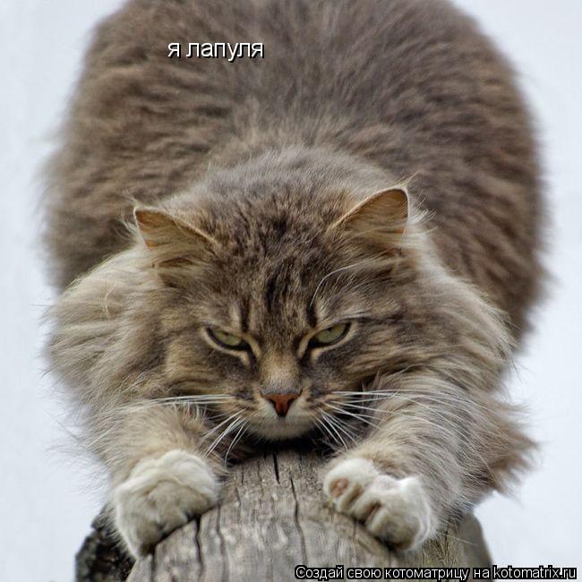 я лапуля... Котоматрица: я лапуля