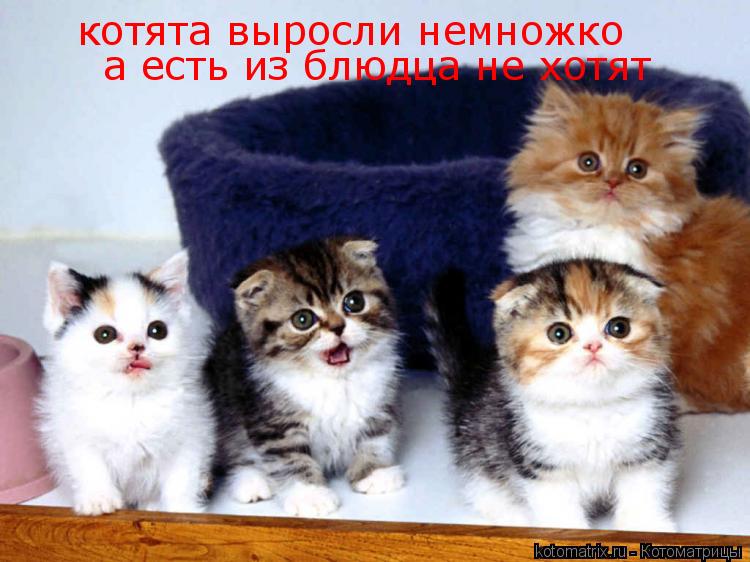 котята выросли немножко а есть из блюдца не хотят... Котоматрица: котята выросли немножко а есть из блюдца не хотят