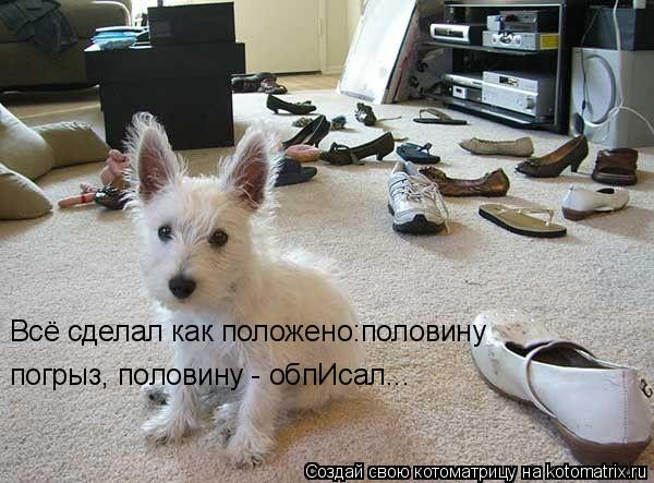 Всё сделал как положено:половину погрыз, половину - обпИсал...... Котоматрица: Всё сделал как положено:половину погрыз, половину - обпИсал...