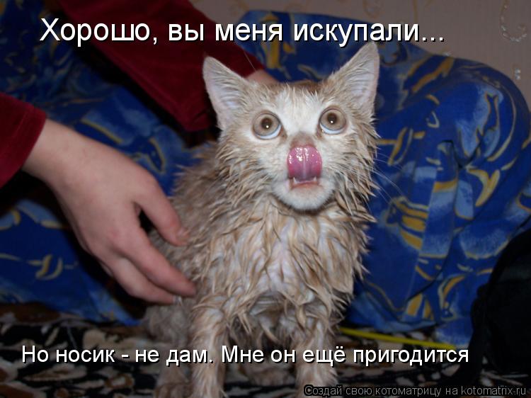 Хорошо, вы меня искупали... Но носик - не дам. Мне он ещё пригодится... Котоматрица: Хорошо, вы меня искупали... Но носик - не дам. Мне он ещё пригодится