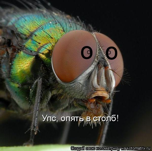 Упс, опять в столб! о о о о... Котоматрица: Упс, опять в столб! о о о о