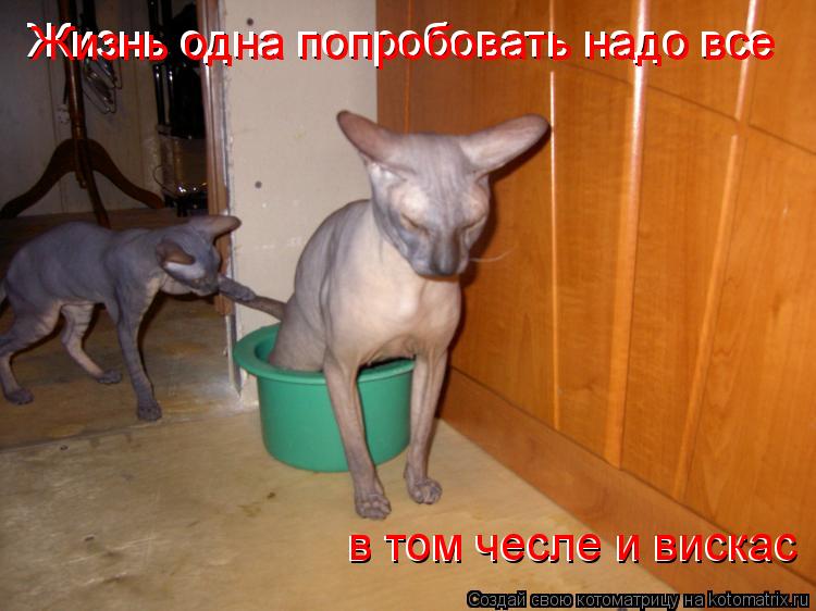 Жизнь одна попробовать надо все в том чесле и вискас в том чесле и вискас Жизнь одна попробовать надо... Котоматрица: Жизнь одна попробовать надо все в том чесле и вискас в том чесле и вискас Жизнь одна попробовать надо все