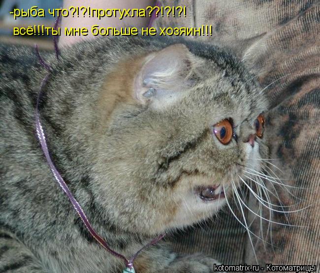 -рыба что?!?!протухла??!?!?! всё!!!ты мне больше не хозяин!!!... Котоматрица: -рыба что?!?!протухла??!?!?! всё!!!ты мне больше не хозяин!!!