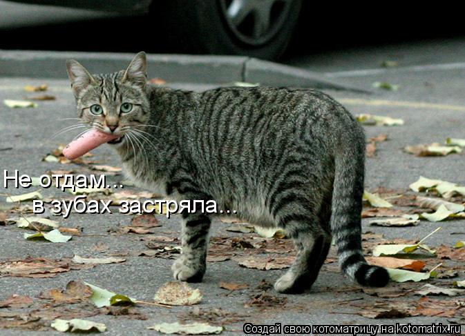 Котоматрица: Не отдам... в зубах застряла...