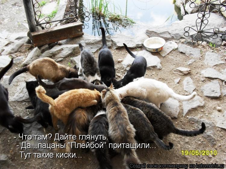 - Что там? Дайте глянуть. - Что там? Дайте глянуть. - Да...пацаны "Плейбой" притащили... Тут такие ... Котоматрица: - Что там? Дайте глянуть. - Что там? Дайте глянуть. - Да...пацаны "Плейбой" притащили... Тут такие киски...