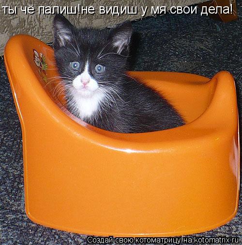 ты чё палиш!не видиш у мя свои дела!... Котоматрица: ты чё палиш!не видиш у мя свои дела!