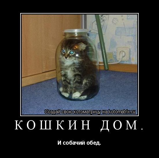 Кошкин дом. И собачий обед.... Котоматрица: Кошкин дом. И собачий обед.