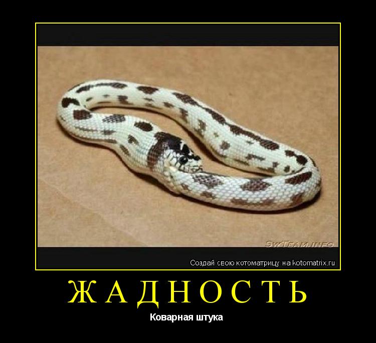 Котоматрица: Жадность Коварная штука 