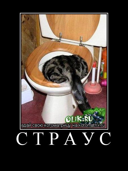 Котоматрица: СТРАУС 