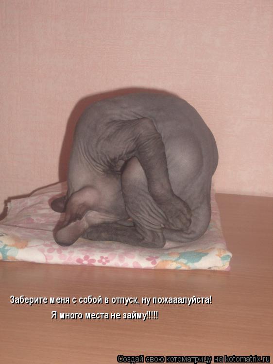 Заберите меня с собой в отпуск, ну пожааалуйста! Я много места не займу!!!!!... Котоматрица: Заберите меня с собой в отпуск, ну пожааалуйста! Я много места не займу!!!!!