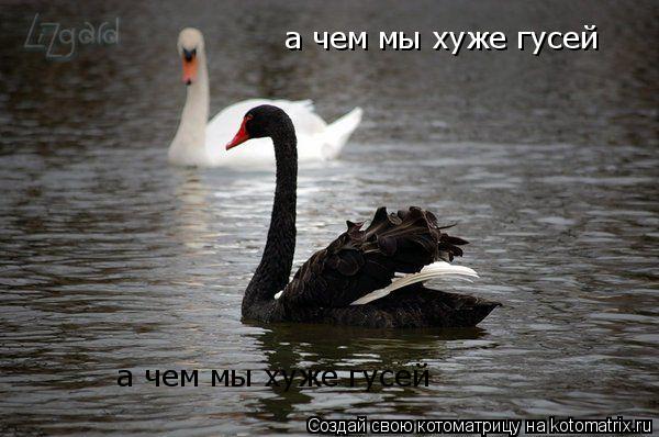 а чем мы хуже гусей а чем мы хуже гусей... Котоматрица: а чем мы хуже гусей а чем мы хуже гусей