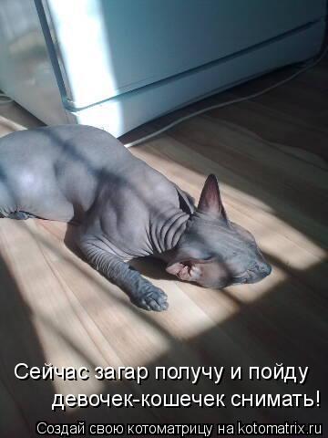 Сейчас загар получу и пойду девочек-кошечек снимать!... Котоматрица: Сейчас загар получу и пойду девочек-кошечек снимать!