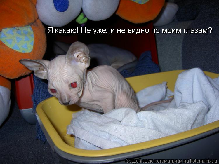 Я какаю! Не ужели не видно по моим глазам?... Котоматрица: Я какаю! Не ужели не видно по моим глазам?