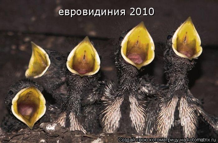 евровидиния 2010... Котоматрица: евровидиния 2010