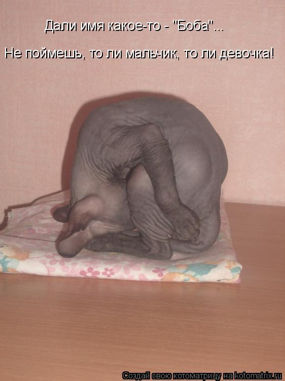 Дали имя какое-то - "Боба"... Не поймешь, то ли мальчик, то ли девочка!... Котоматрица: Дали имя какое-то - "Боба"... Не поймешь, то ли мальчик, то ли девочка!