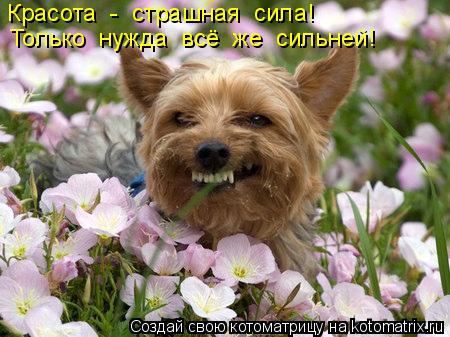 Красота - страшная сила! Только нужда всё же сильней!... Котоматрица: Красота - страшная сила! Только нужда всё же сильней!