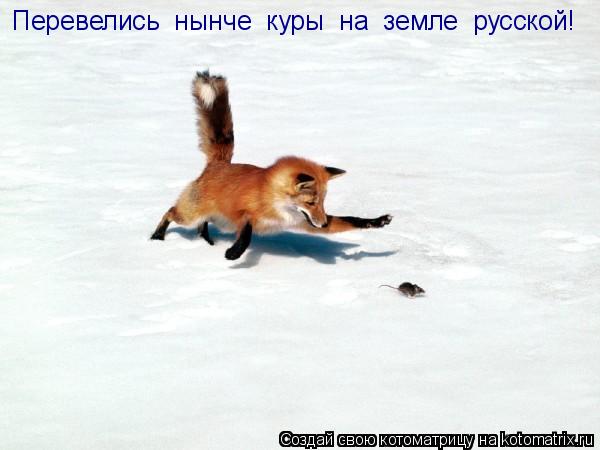 Перевелись нынче куры на земле русской!... Котоматрица: Перевелись нынче куры на земле русской!