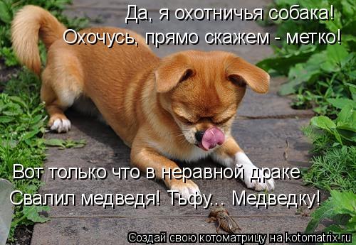 Да, я охотничья собака! Охочусь, прямо скажем - метко! Вот только что в неравной драке Свалил медведя... Котоматрица: Да, я охотничья собака! Охочусь, прямо скажем - метко! Вот только что в неравной драке Свалил медведя! Тьфу... Медведку!