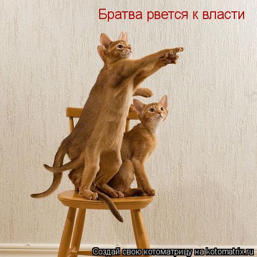 Братва рвется к власти... Котоматрица: Братва рвется к власти
