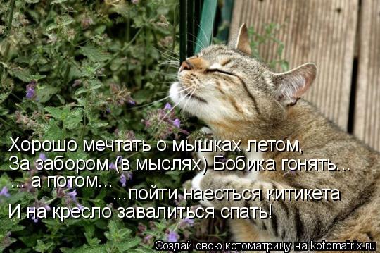 Хорошо мечтать о мышках летом, За забором (в мыслях) Бобика гонять... ... а потом... ...пойти наестьс... Котоматрица: Хорошо мечтать о мышках летом, За забором (в мыслях) Бобика гонять... ... а потом... ...пойти наесться китикета И на кресло завалиться спать!