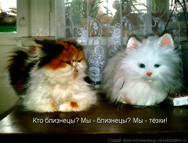 Кто близнецы? Мы - близнецы? Мы - тёзки!... Котоматрица: Кто близнецы? Мы - близнецы? Мы - тёзки!