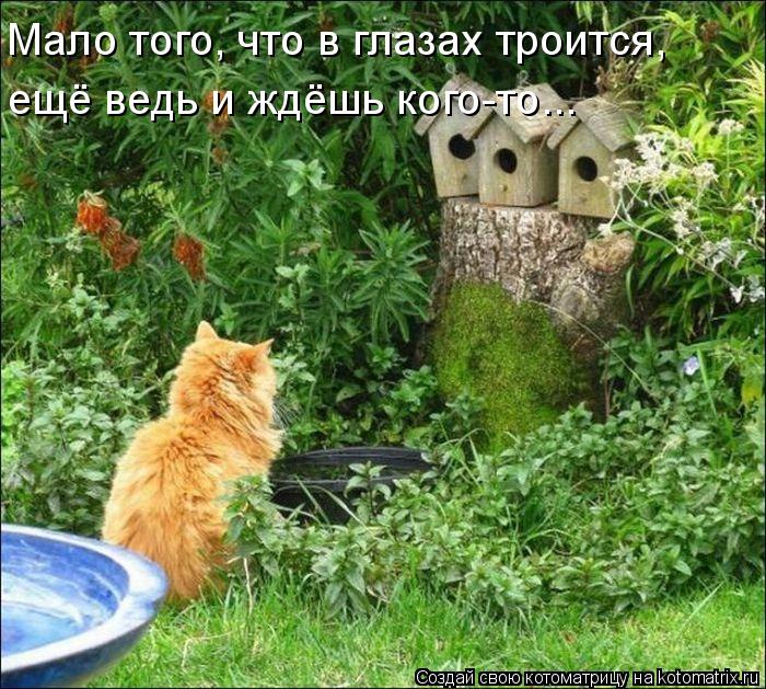Мало того, что в глазах троится, ещё ведь и ждёшь кого-то...... Котоматрица: Мало того, что в глазах троится, ещё ведь и ждёшь кого-то...