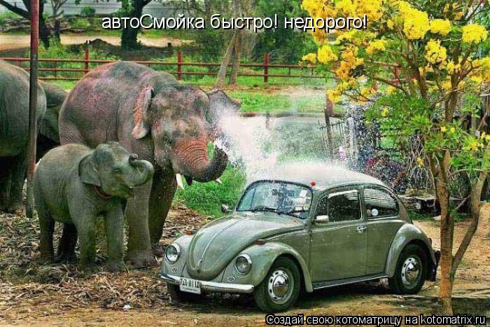 автоСмойка быстро! недорого!... Котоматрица: автоСмойка быстро! недорого!