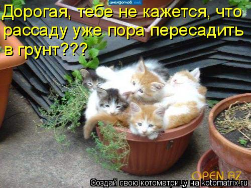 Дорогая, тебе не кажется, что рассаду уже пора пересадить в грунт???... Котоматрица: Дорогая, тебе не кажется, что рассаду уже пора пересадить в грунт???
