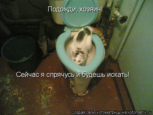 Подожди, хозяин! Сейчас я спрячусь и будешь искать!... Котоматрица: Подожди, хозяин! Сейчас я спрячусь и будешь искать!