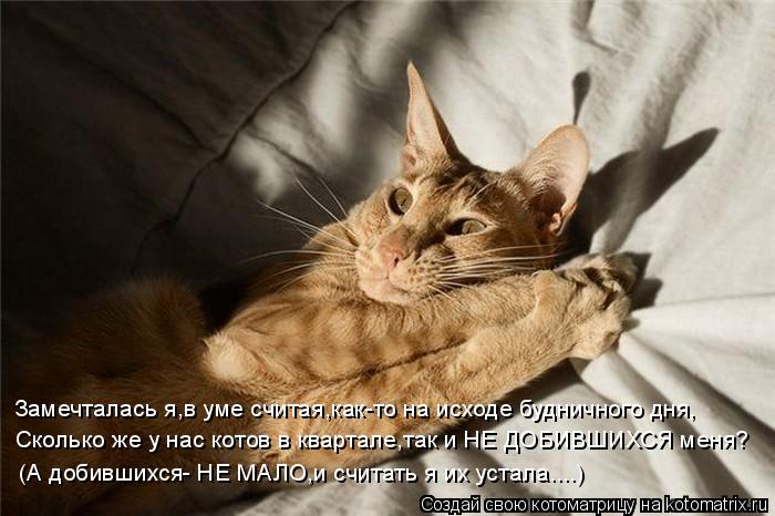 Замечталась я,в уме считая,как-то на исходе будничного дня, Сколько же у нас котов в квартале,так и Н... Котоматрица: Замечталась я,в уме считая,как-то на исходе будничного дня, Сколько же у нас котов в квартале,так и НЕ ДОБИВШИХСЯ меня? (А добившихся- НЕ МАЛО,