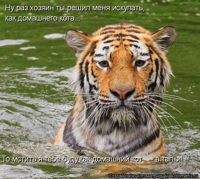 Ну раз хозяин ты решил меня искупать, как домашнего кота... То мстить я тебе буду,как домашний кот -... Котоматрица: Ну раз хозяин ты решил меня искупать, как домашнего кота... То мстить я тебе буду,как домашний кот -- в тапки!