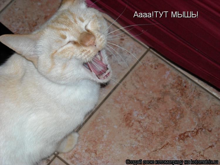 Аааа!ТУТ МЫШЬ!... Котоматрица: Аааа!ТУТ МЫШЬ!