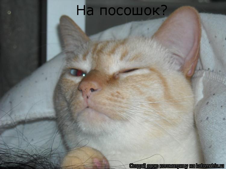 На посошок?... Котоматрица: На посошок?